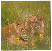 Carica l'immagine nel visualizzatore di Gallery, TOVAGLIOLI IN CARTA PER DECOUPAGE CM 33x33 5 PEZZI