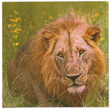 Carica l'immagine nel visualizzatore di Gallery, TOVAGLIOLI IN CARTA PER DECOUPAGE CM 33x33 5 PEZZI