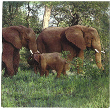 Carica l'immagine nel visualizzatore di Gallery, TOVAGLIOLI IN CARTA PER DECOUPAGE CM 33x33 5 PEZZI