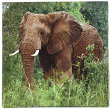 Carica l'immagine nel visualizzatore di Gallery, TOVAGLIOLI IN CARTA PER DECOUPAGE CM 33x33 5 PEZZI